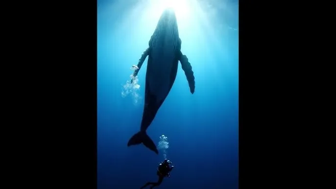 玩物社区 - 对话深海探索者：黑暗中的光